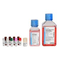 LONZA  00193514  B-ALI支气管细胞气液两相培养基(00193515