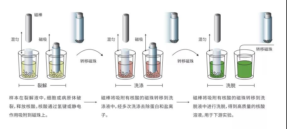 小巧玲珑 大显身手！超高的性价比，让核酸提取更轻松！