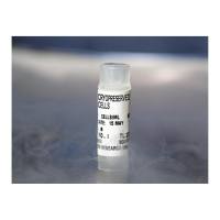 LONZA  2W-400A  外周血CD14+单核细胞