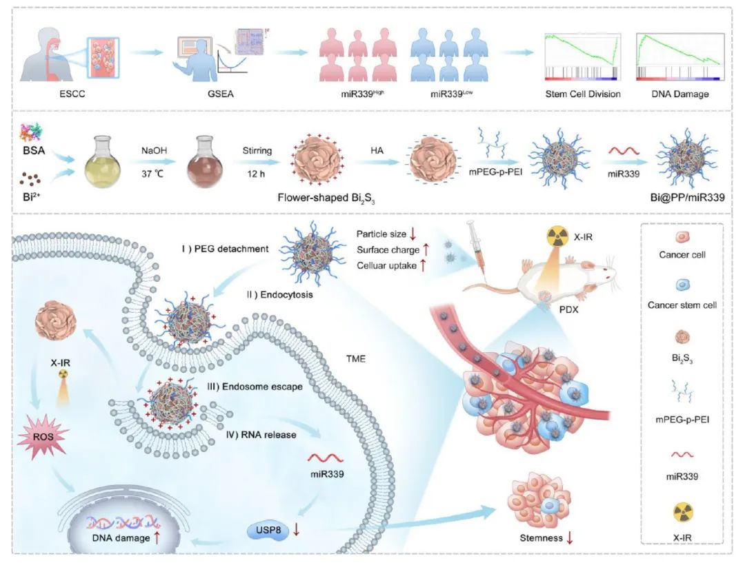 miRNA研究进展盘点丨20240719期