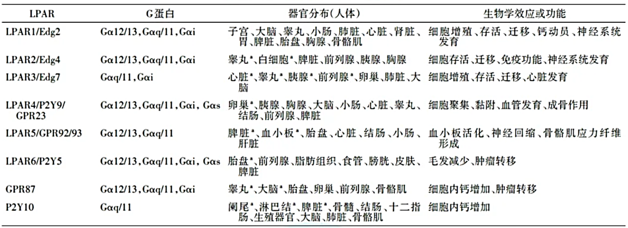 LPA受体:生物学与肿瘤治疗中的多面角色