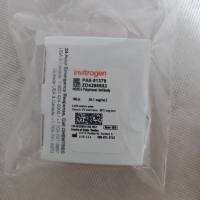 Invitrogen PA5-51379 MORC4 Polyclonal Antibody 100μl