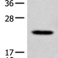 Rabbit Polyclonal Antibody to CD300E