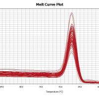 实时荧光定量PCR