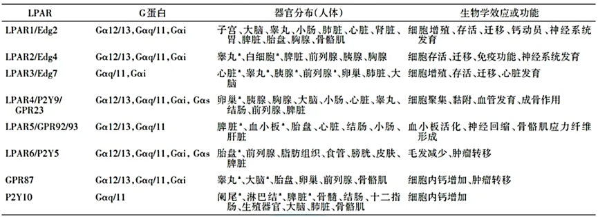 LPA受体：生物学与肿瘤治疗中的多面角色