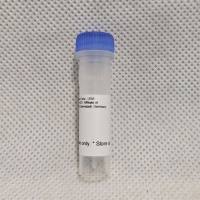 Sigma-Aldrich MAB397 Anti-Glutamate Receptor 2 Antibody, extracellular, clone 6C4 6.72mg/ml