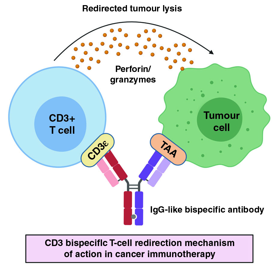 60%癌症完全缓解，CD3-CD20双抗再获FDA加速批准