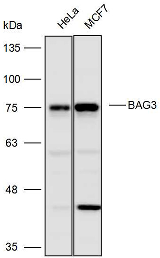 Anti-BAG3 Polyclonal Antibody