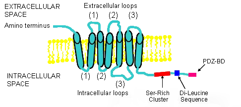 LPA受体:生物学与肿瘤治疗中的多面角色