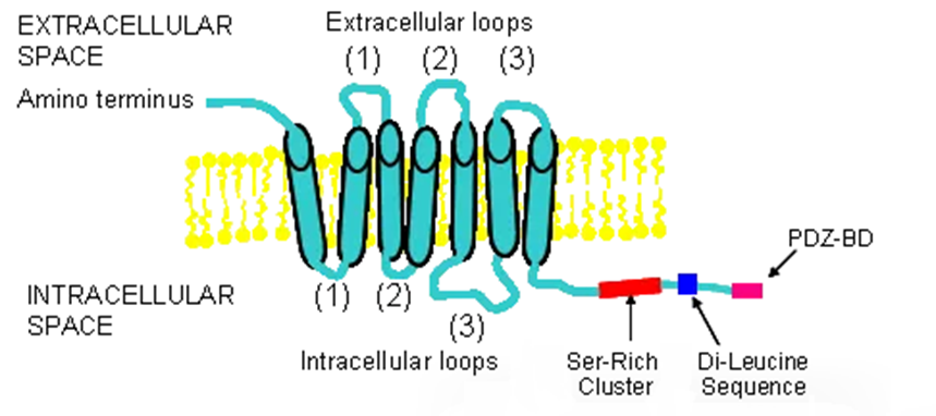 LPA受体：生物学与肿瘤治疗中的多面角色