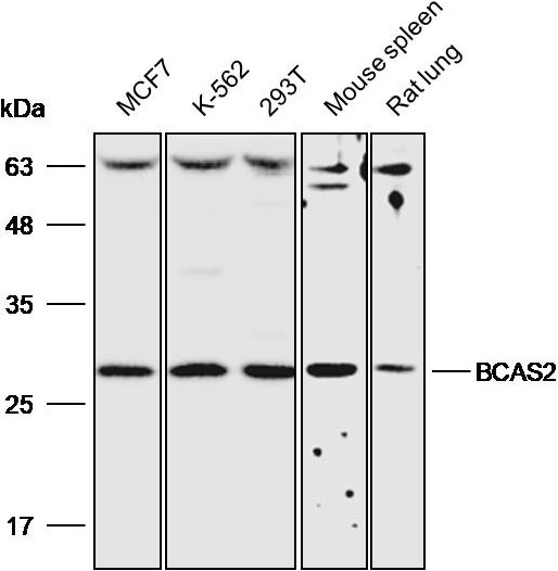Anti-BCAS2 Polyclonal Antibody