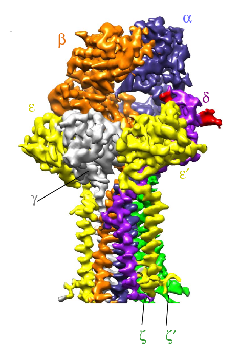 60%癌症完全缓解，CD3-CD20双抗再获FDA加速批准