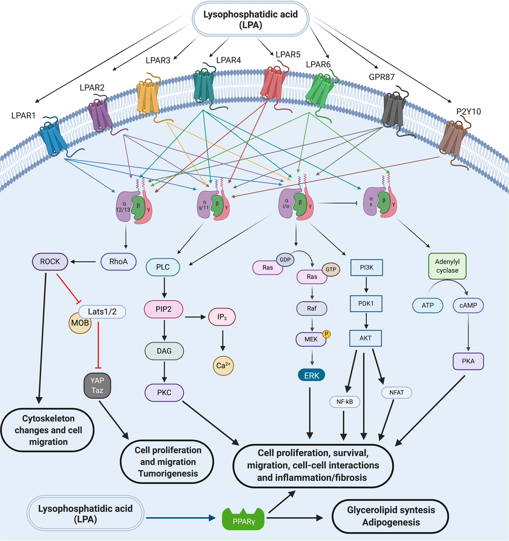 LPA受体：生物学与肿瘤治疗中的多面角色