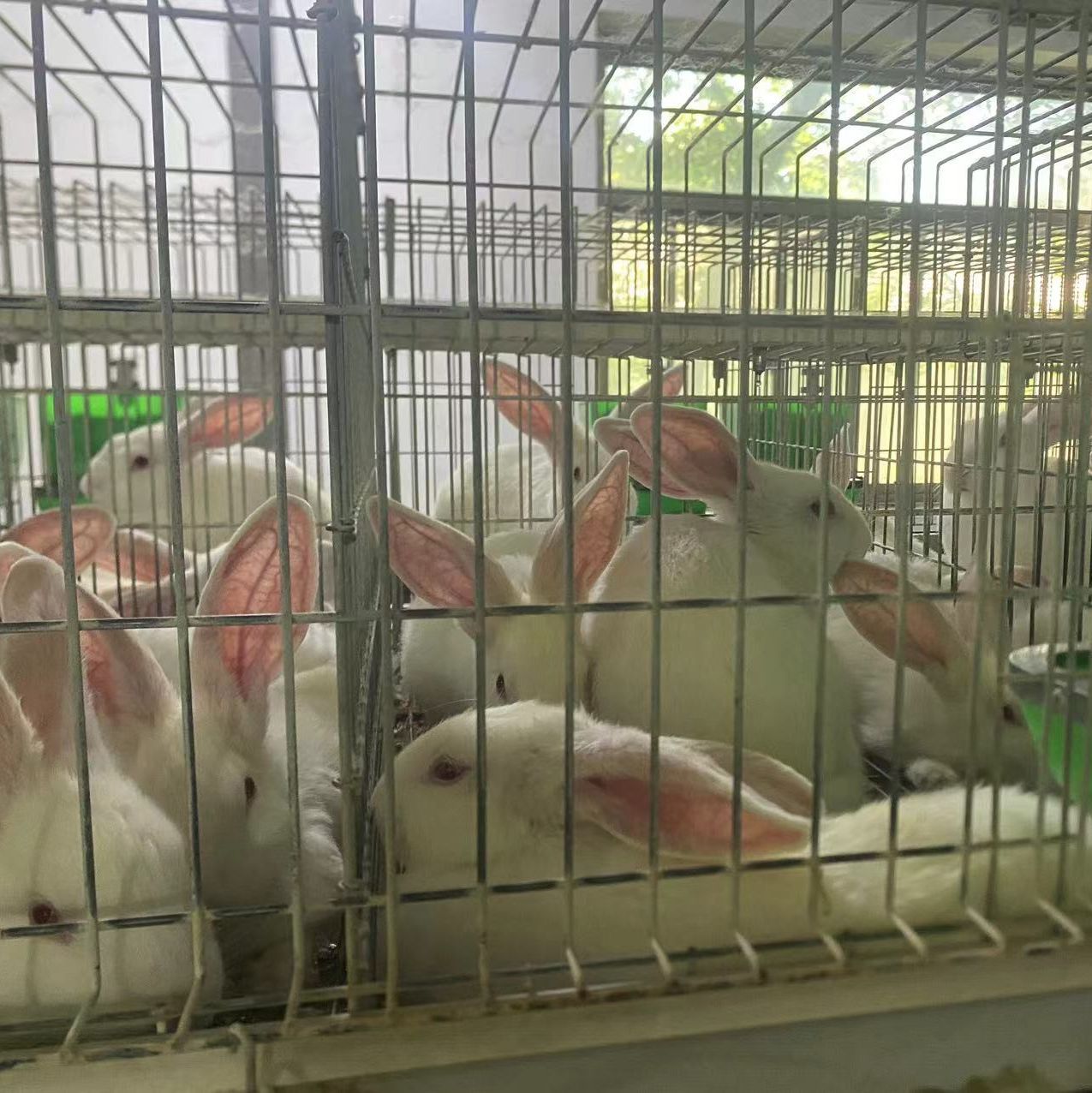 常年供应实验动物 新西兰兔种兔 实验兔实验,有发票