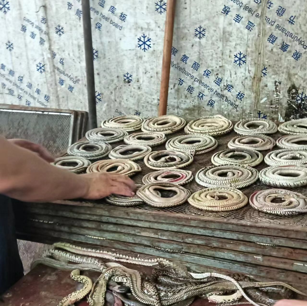 乌梢蛇干、乌梢蛇皮