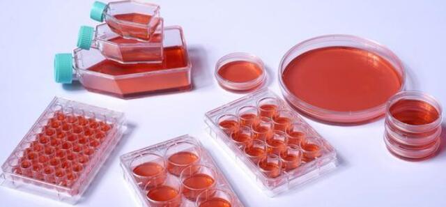 原代培养及其操作步骤