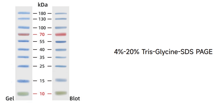 WJ107 三色预染蛋白Marker 10 kDa~180