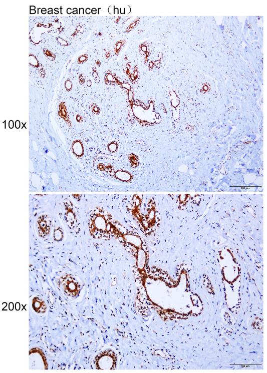Anti-BCL6B Polyclonal Antibody