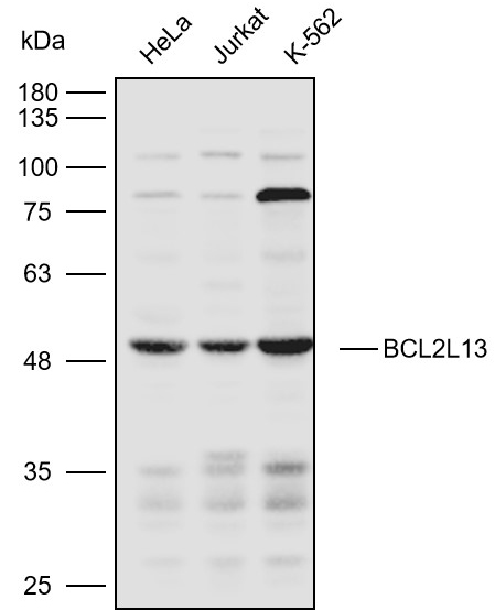 Anti-BCL2L13 Polyclonal Antibo