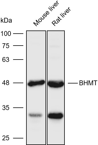 Anti-BHMT Polyclonal Antibody