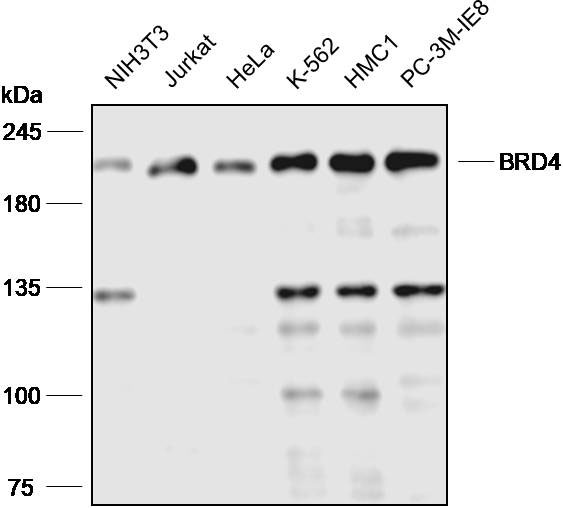 Anti-BRD4 Polyclonal Antibody
