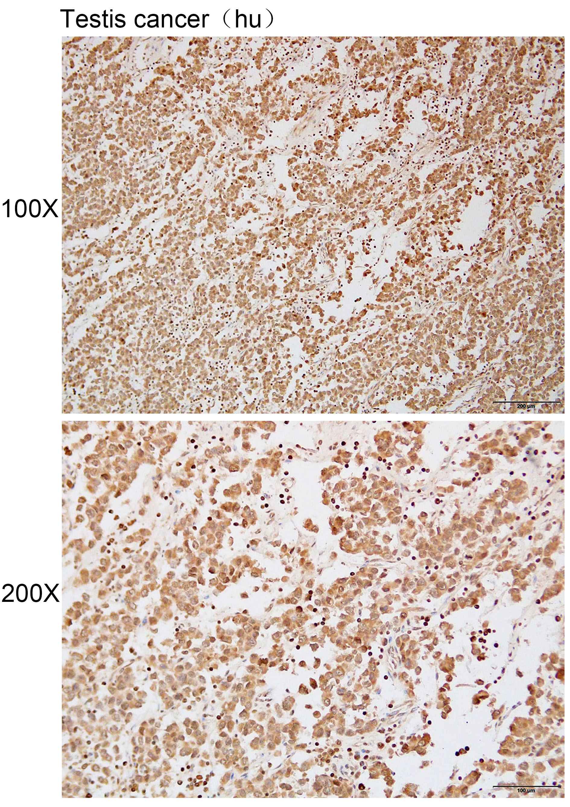 Anti-BOLL Polyclonal Antibody
