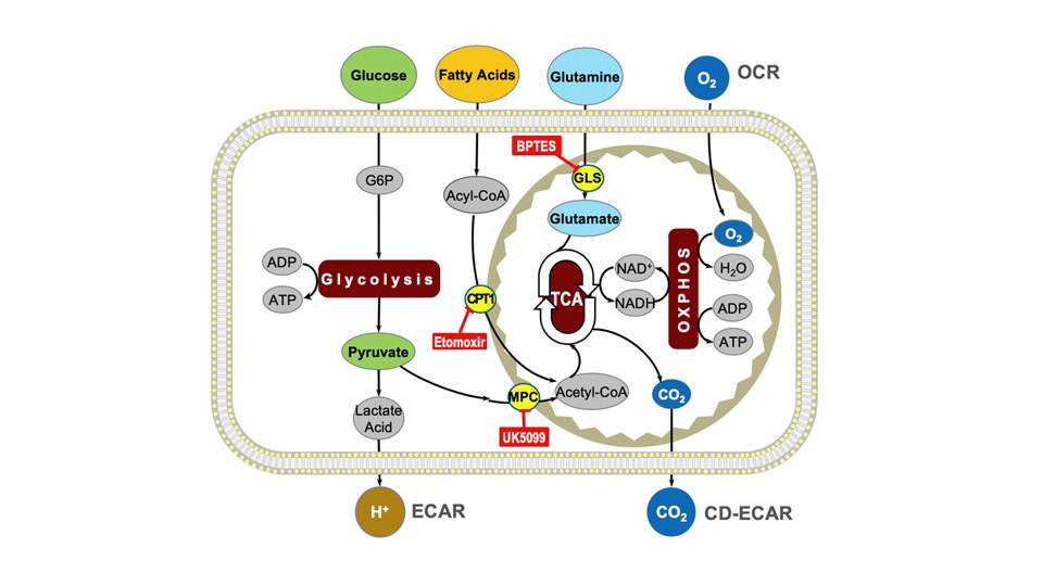 103672-100安捷伦试剂盒脂肪酸氧化压力测试Agile