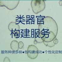 类器官构建服务