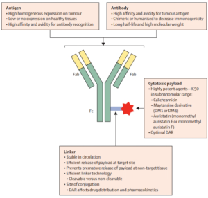 上新 | 抗Payload抗体，助力ADC药物动力学分析