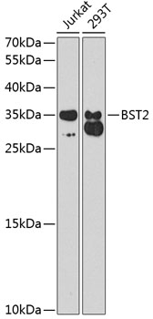 Anti-BST2 Polyclonal Antibody