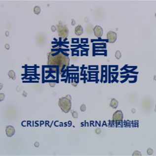 类器官基因编辑服务