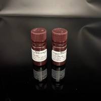 Hyaluronidase 透明质酸酶