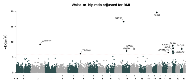 INHBE：减脂界冉冉升起的新星