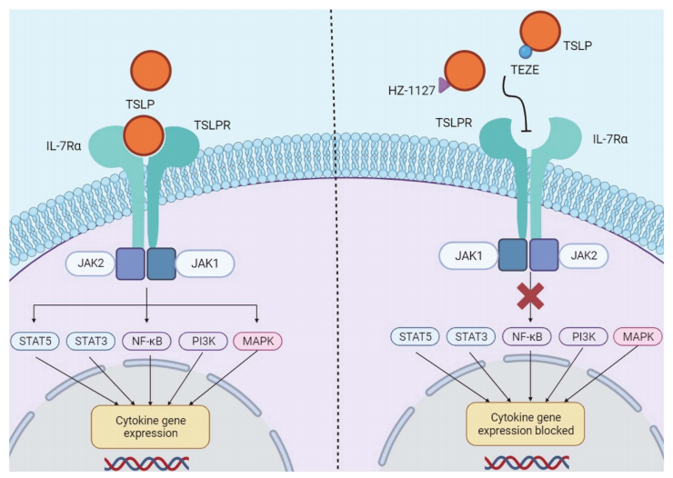 喜讯:IPHASE携手宾夕法尼亚大学开发新抗体!