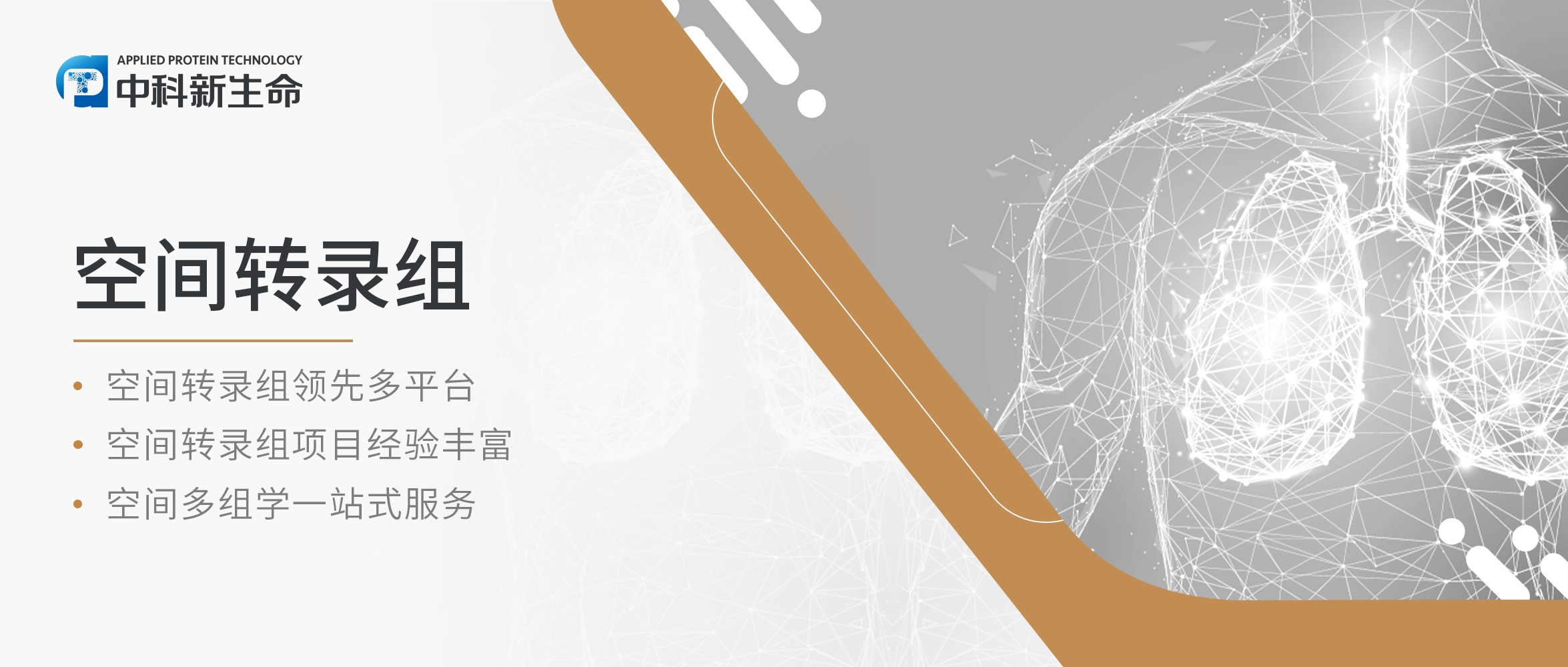 Nature genetics（IF：31.7）｜深入挖掘肺纤维化未知领域！空间转录组图谱为特发性肺纤维化病理机制提供新见解！