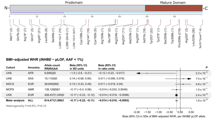 INHBE：减脂界冉冉升起的新星