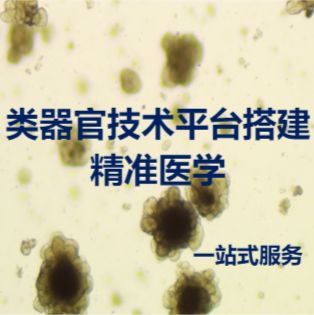 类器官技术平台搭建服务及精准医学服务