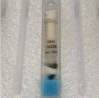 Paenibacillus albida