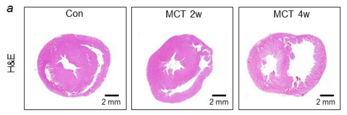 大小鼠肺动脉高压模型