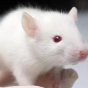 大小鼠心肌缺血再灌注模型（I/R)