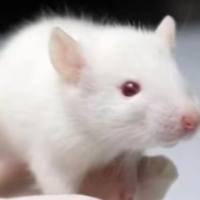 大小鼠心肌缺血再灌注模型（I/R)