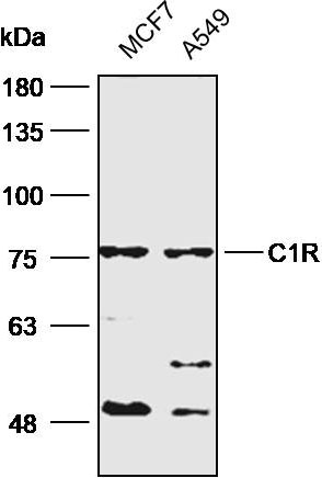 Anti-C1R  Polyclonal Antibody