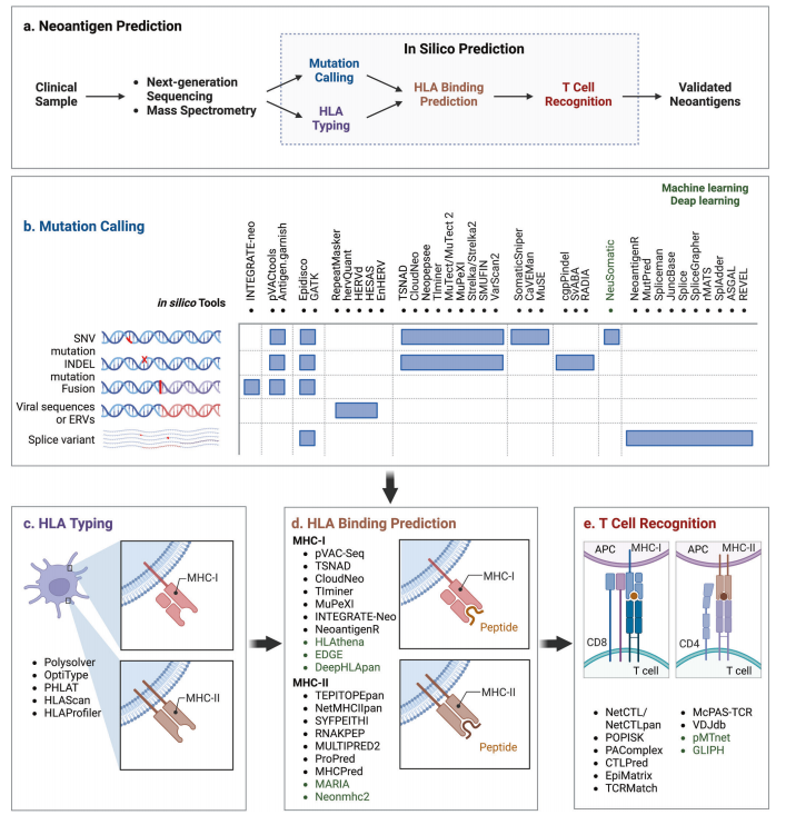 干货分享丨免疫原性新抗原的鉴定、预测和验证