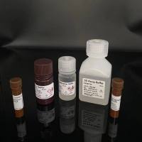 细胞核提取试剂盒