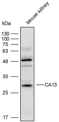Anti-CA13 Polyclonal Antibody