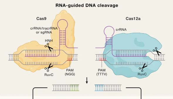 斑马鱼基因编辑技术在皮肤发育研究中的应用