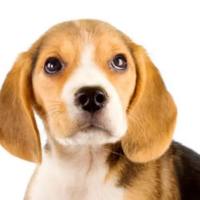 比格犬心肌损伤、心肌纤维化模型