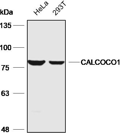 Anti-CALCOCO1 Polyclonal Antib