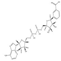 beta-Nicotinamide adenine dinucleotide