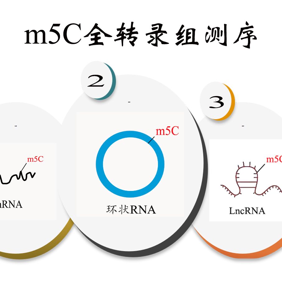 m5C-BS-seq全转录组测序（Spike-In Plus）